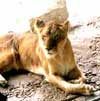 Go to Busch Gardens Photo Gallery